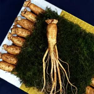 명품 수삼 명절 선물세트 생인삼 원수삼 6년근 인삼 동삼 수삼 6년근 부모님 건강 선물 17뿌리