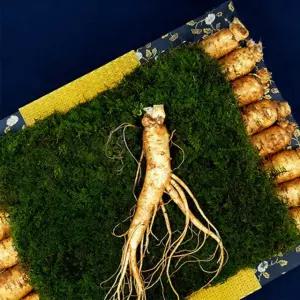 명품 6년근 수삼 선물세트 삼계탕 수삼 생인삼 인삼 동삼 부모님 건강 선물 17뿌리