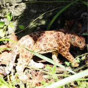 3세 영유아 고양이과 맹수 큰 몸집 재규어 인지발달 미니어처 동물인형