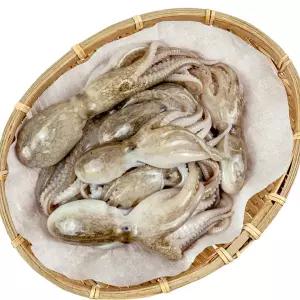 제철 활 쭈꾸미 자연산 주꾸미 생물 냉동 1kg(7-15미)