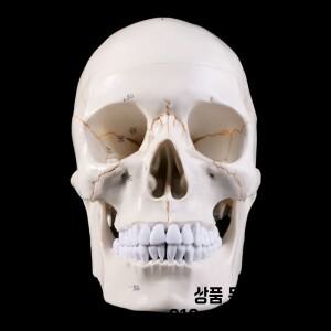 실물 크기 인간의 두개골 모델 해부학 의료 교육 해골 머리 공부 용품 할로윈 바 장식