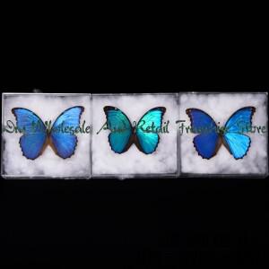 희귀 나비 표본 수집 전시용 아름답고 멋진 색상 선물 제거 가능