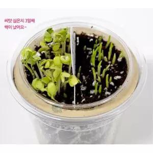 1인용 외떡잎 쌍떡잎 식물키우기 뿌리관찰 DIY 실험재료 과학키트 만들기용품