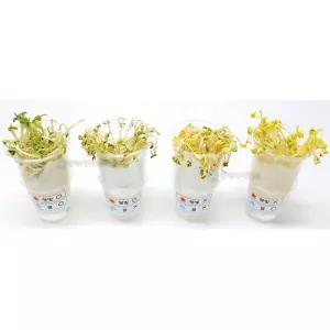 어둠상자 콩나물 관찰키트 1인용 만들기용품 실험세트 과학놀이 사이언스 교육준비물