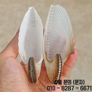 천연 조가비 껍질 플랫 보트 희귀 표본 수조 홈 컬렉션 장식품 선물 고품질 염색 없음