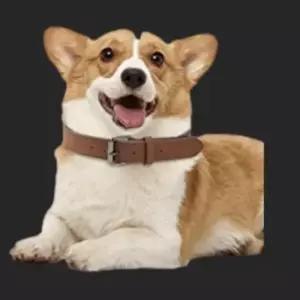 [반려] 개목줄 목걸이 가죽개 목줄 애견 애견목걸이