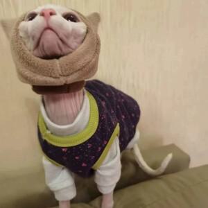 스핑크스 고양이를위한 따뜻한 양털 모자 겨울 카키색 머리는 Devon 차가운 Weater에서 보호합니다 새끼 용