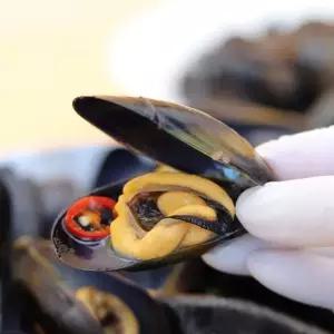 국내산 통영 세척 다듬이 홍합 2KG