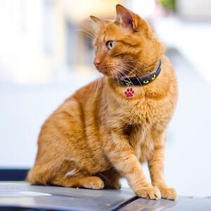 맞춤형 발자국 반려동물 ID 태그 각인된 강아지 고양이 이름표 반짝이는 색상의 목걸이 악세서리 소형견용