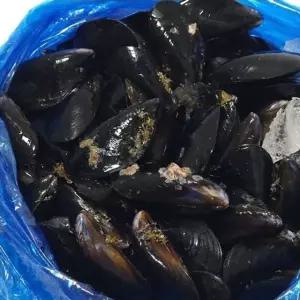 국내산 통영 세척 다듬이 홍합 5KG