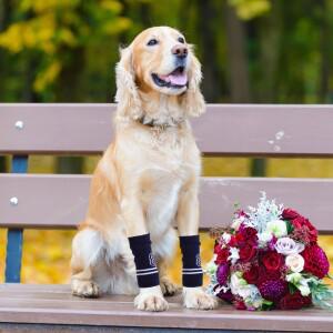 4개입 애완동물 팔꿈치 보호대 니트 강아지 다리 부드럽고 편안한 관절 슬리브 세탁 가능한 양말