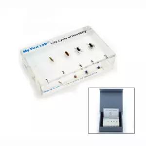 실물 파리 성장단계 표본 어린이날선물 곤충학습 과학도구 초등과학교구 과학용품