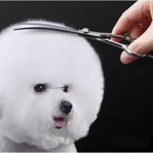 [반려] 가위 1P 셀프 20도 곰돌이 7in 얼굴 커브 미용 강아지