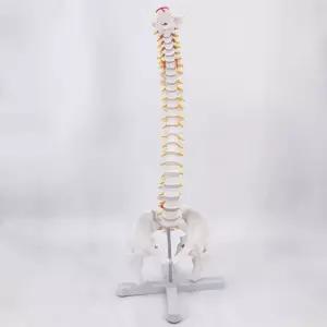 척추 모형 뼈 교육 해부 모형도 인체모형 병원