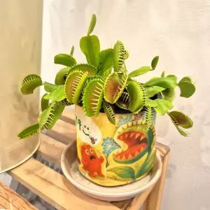 미아아트 파리지옥 반려 식물 식충식물 화분 받침 세트 벌레잡이 키우기