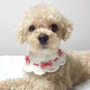 체크리본뜨개애견케이프 리본레이스애견케이프 GND6+8OwA