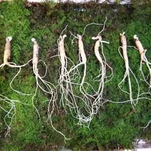 6년근 20뿌리 건강식품 홍삼 인삼 산삼 장뇌삼