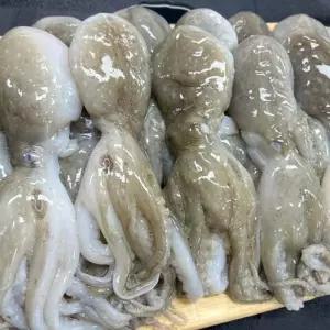 냉동 통쭈꾸미 3KG 냉동쭈꾸미 급냉쭈꾸미 급랭쭈꾸미 통쭈꾸미 중국산쭈꾸미