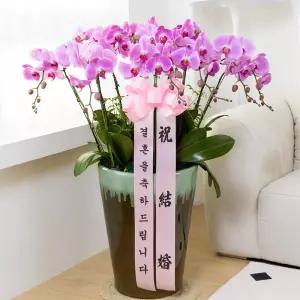 결혼식장 축하 서양란(핑크)MTFC213
