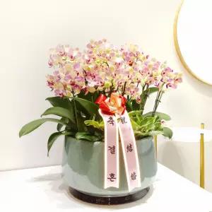 결혼식장 축하 서양란(살구향)MTFC104