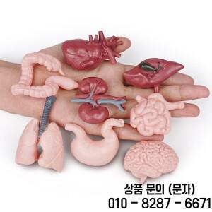 시뮬레이션 인체 기관 모형 교육용 장난감 뇌 심장 위 간 폐렴