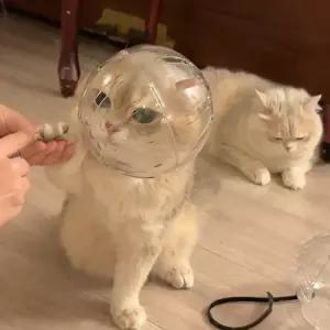 애견 헬멧 엔젤링 보호구 중소형 강아지용 시각장애견