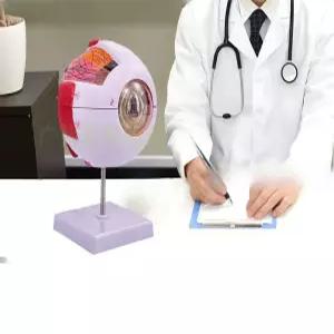 교육용모형문구 생물학용품 해부학인체모형 자료 갑상연골 표본 인체 교육용 교육 국시 자연 이