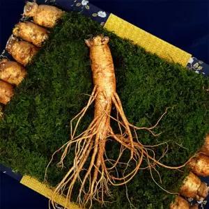 인삼 선물세트 생인삼 수삼 세트 선물용 고려 인삼 포장 GINSENG 수삼 선물세트 9호