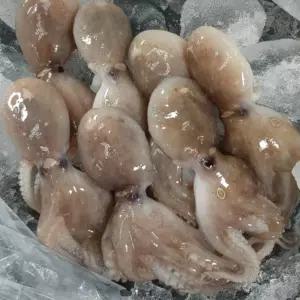 제철 싱싱한 국내산 서해 활 쭈꾸미 SY 1kg