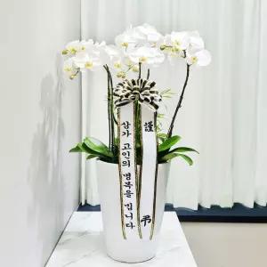 장례식장 근조 서양란(화이트)MTFB102