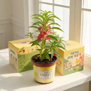 [키득키득]파릇파릇 탐구쑥쑥 봉선화 새싹키우기 만들기 패키지