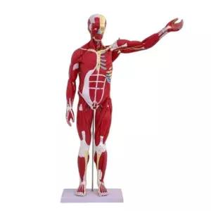 인체 근육모형 과학실 인체모델 교육용 전신 골격