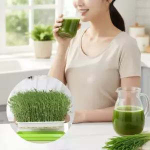 밀싹주스 홈키트 위트그라스 새싹 수경재배기 디톡스 클렌즈