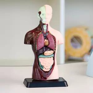 어린이 과학교구 장기조립식 입체형 인체구조학습 해부모형 25cm 교육용