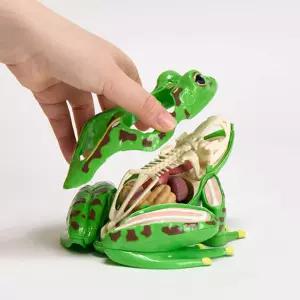 초등학교 중학교 홈스쿨링 생물수업교구 개구리 해부모형 자연 과학 모델