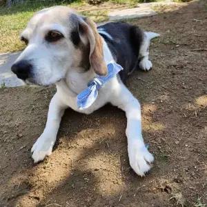 반려동물 여름 쿨링 아이스 스카프 강아지 고양이 목 냉감 쿨 스카프 더위 해소