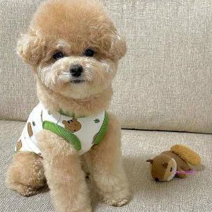 애니멀강아지애견 ans 패턴 민소매 중형견옷 소형견옷 여름 반팔 반려동물 티셔츠 스트라이프 반려견 카라r