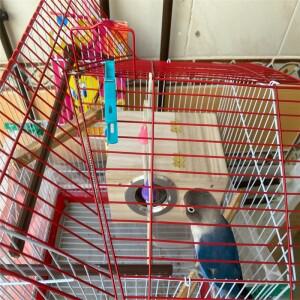 1pc 나무 조류 번식 상자 새 집 둥지 앵무새 장식 케이지 애완 동물 액세서리 홈 발코니