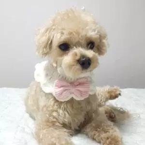 핑크왕리본애견케이프 핑크뜨개애견스카프 Pmh5+8The