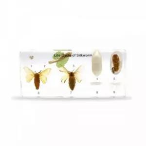 깜도리4  실물표본 누에 아리랑과학 한살이  ARIC7005