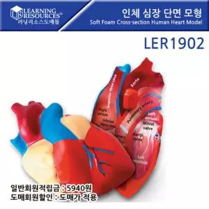 교육용 심장모형x1개 3차원 심장단면모형 병원놀이