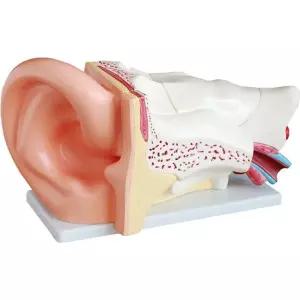 해부학 안구모형 인체 확대 교육용 홍채 안과 실습 시신경 의학