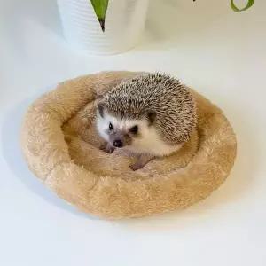 소형 애완동물 햄스터 고슴도치 포그니 방석 20cm