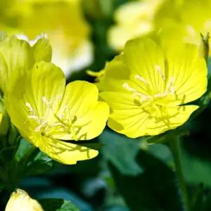 야생화씨앗 종자 달맞이꽃 원예 야생화종자