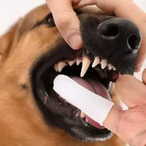 [반려] 양치 강아지 10개 면 손가락 칫솔 일회용 고양이 거즈