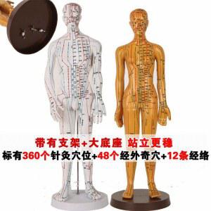 한의원 마네킹 모형 경락 연습 인체 전신 발경혈모델 인형 교육