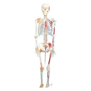 뼈모형 간호학 받침대 전신 브라켓 모델 신체 해골 교구 요추 인체 골격 해부학 인대 척추