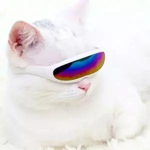 [콩심팥심]강아지 퓨쳐 도글라스 핑크 1P 고양이 안구보호 고글 고양이안경