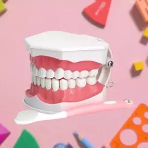 올바른 양치 학습교구 이가 빠지는 치아모형 과학인재 흥미학습 치카치카