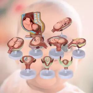 여성n태아 생명발달과정 단계별 태아발육모형 인체탐구능력 실험실습